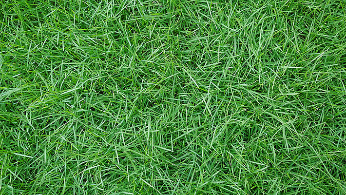 포토 JPG 해외이미지 식물 풍경 잔디 초원 사람없음 야외 초록색 정원 봄 해외202004 해외포토 계절 컬러 파일형식