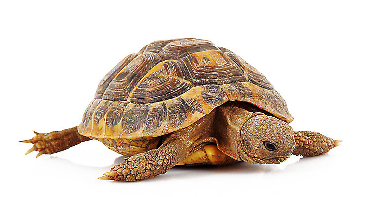 포토 JPG 해외이미지 동물 교육 백그라운드 컨셉 사람없음 학습 껍질 흰색 거북이 느림 선사시대 고립 넘어짐 등딱지 해외202004 해외포토 컬러 파충류 모션 역사 파일형식