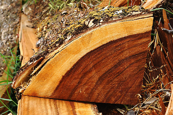 포토 JPG 해외이미지 식물 디자인 벽 가구 백그라운드 패턴 자연 벽지 표면 날씨 바닥 주택 외벽 사람없음 건물 목재 세로 울타리 갈색 줄무늬 골동품 소나무 판넬 거친 널 낟알 천 목수 질감 목공예 잡동사니 내추럴 그런지 사생활 수목 옛날 줄서기 해외202004 해외포토 나무 직업 건축물 컬러 생활용품 무늬 재료 모션 담장 직물 공예 생태계 파일형식