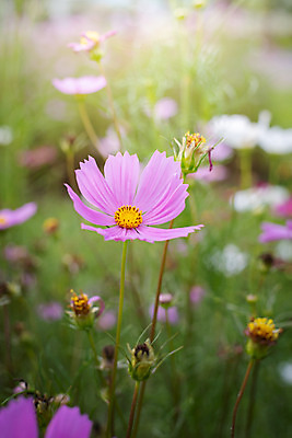 포토 JPG 해외이미지 주간 식물 꽃 분홍색 꽃밭 자연 풍경 근접촬영 사람없음 야외 초록색 코스모스 해외202004 해외포토 자연요소 뷰포인트 컬러 생태계 파일형식