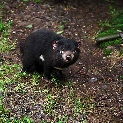 포토 JPG 해외이미지 동물 사람없음 호주 주머니곰 해외202004 해외포토 포유류 오세아니아 파일형식