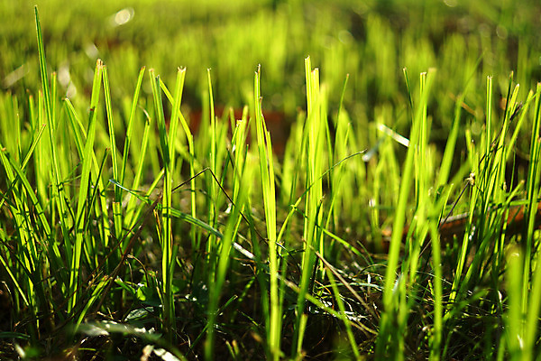 포토 JPG 해외이미지 풍경 근접촬영 잔디 사람없음 초록색 봄 해외202004 해외포토 식물 계절 뷰포인트 컬러 파일형식