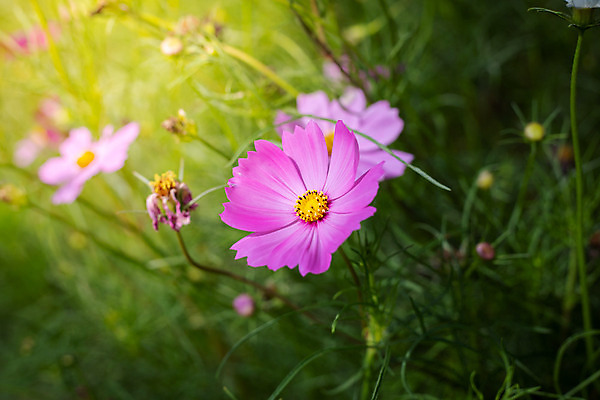 포토 JPG 해외이미지 주간 식물 꽃 분홍색 꽃밭 자연 풍경 근접촬영 사람없음 야외 초록색 코스모스 해외202004 해외포토 자연요소 뷰포인트 컬러 생태계 파일형식