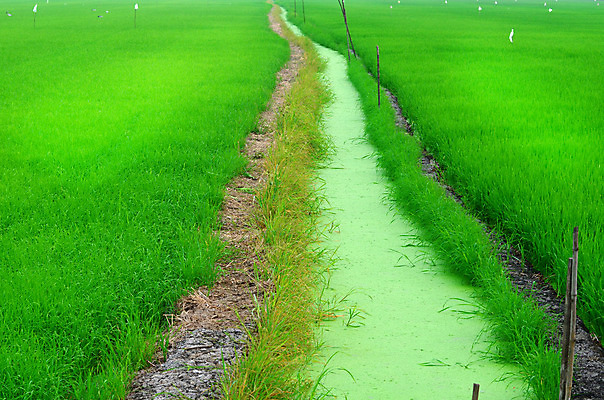 포토 JPG 해외이미지 식물 산업 아시아 전통문화 밭 농업 태국 자연 밥 풍경 초원 사람없음 야외 초록색 관광지 농작물 농장 동남아시아 일몰 새벽 성장 땅 방목장 카피스페이스 해외202004 해외포토 자연요소 전통 나라 문화 음식 컬러 여행 노을 공백 생태계 파일형식