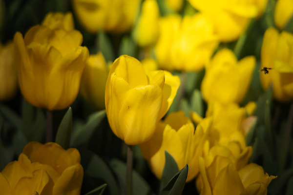 포토 JPG 해외이미지 식물 계절 공원 꽃잎 꽃 줄기 분홍색 꽃다발 백그라운드 잎 꽃무늬 밭 자연 초원 사람없음 빨간색 초록색 여름 파란색 빛 컬러풀 햇빛 태양 노란색 정원 맑음 봄 활발 들꽃 튤립 벚꽃 광선 흰색 전원 시골 신선 개화 우아함 내추럴 고립 해외202004 해외포토 자연요소 공공시설 컬러 컨셉 무늬 농업 날씨 전기에너지 생태계 파일형식