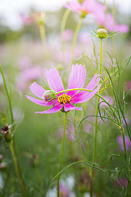 포토 JPG 해외이미지 주간 식물 꽃 분홍색 꽃밭 자연 풍경 근접촬영 사람없음 야외 초록색 코스모스 해외202004 해외포토 자연요소 뷰포인트 컬러 생태계 파일형식