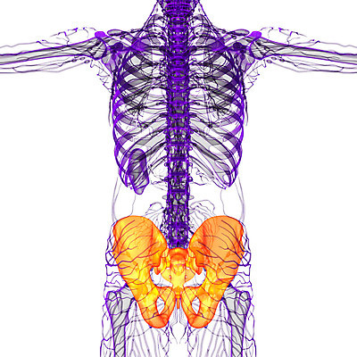 포토 JPG 해외이미지 해부 뼈 골격 건강 사람 사람없음 엉덩이 척추 자궁 연골 해외202004 해외포토 의학 신체부위 장기_의학 파일형식