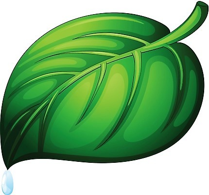 EPS 해외이미지 클립아트 식물 1 클리핑패스 줄기 컨셉 잎 일러스트 목걸이 부분 자연 초록색 물 빛 반짝임 환경 청결 활발 젖음 흐름 물방울 신선 떨어짐 이슬 수분 만화 구슬 순수 오브젝트 싱글 흰배경 질감 리빙 정맥 고립 구슬장식 엘리먼트 해외202004 해외일러스트 자연요소 컬러 백그라운드 장신구 모션 장식 흰색 위생 생태계 혈관 파일형식 벡터