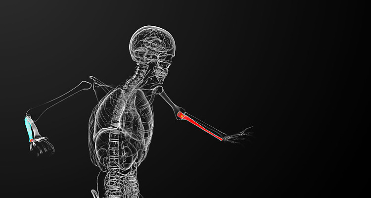 포토 JPG 해외이미지 손 과학 신체 해부 뼈 골격 건강 사람 사람없음 3D 팔 해외202004 해외포토 의학 신체부위 디지털합성 파일형식