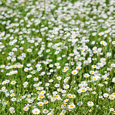 포토 JPG 해외이미지 식물 꽃잎 꽃 백그라운드 꽃무늬 밭 자연 건강 잔디 사람없음 초록색 빛 햇빛 태양 약 노란색 정원 화목 침묵 봄 벚꽃 흰색 신선 순수 데이지 정사각형 향기 아로마 꽃가루 아로마테라피 내추럴 캐모마일 해외202004 해외포토 자연요소 도형 계절 컬러 컨셉 무늬 농업 의학 소리 가루 허브 생태계 냄새 테라피 파일형식