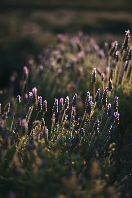 포토 JPG 해외이미지 식물 여행 농업 자연 풍경 사람없음 야외 초록색 여름 태양 맑음 성장 제비꽃 향기 라벤더 해외202004 해외포토 자연요소 계절 꽃 산업 컬러 날씨 허브 생태계 냄새 파일형식