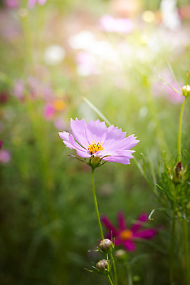포토 JPG 해외이미지 주간 식물 꽃 분홍색 꽃밭 자연 풍경 근접촬영 사람없음 야외 초록색 코스모스 해외202004 해외포토 자연요소 뷰포인트 컬러 생태계 파일형식