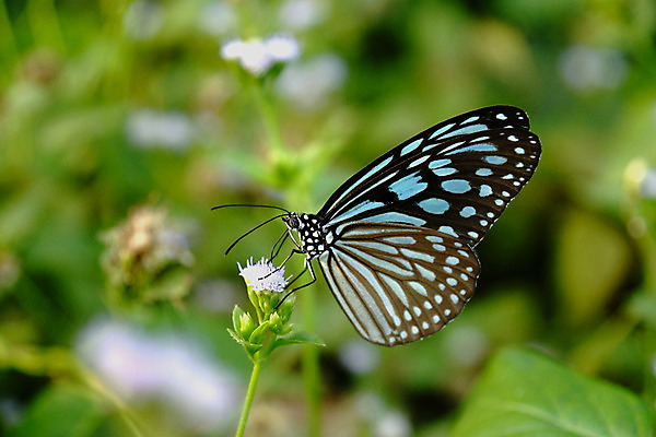 포토 JPG 해외이미지 식물 동물 계절 공원 꽃잎 꽃 분홍색 나비 곤충 백그라운드 잎 꽃무늬 패턴 신체 오렌지 자연 사람없음 야외 세로 초록색 파란색 빛 컬러풀 햇빛 노란색 정원 봄 벚꽃 최고 우아함 닫기 벌레 만족 싱글 원예 거인 내추럴 동물상 해외202004 해외포토 공공시설 감정 컬러 컨셉 무늬 과일 모션 취미 태양 조형물 생태계 파일형식