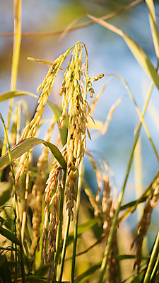 포토 JPG 해외이미지 농업 자연 풍경 사람없음 야외 농작물 농장 수확 추수 가을 논밭 밭일 해외202004 해외포토 계절 산업 밭 논 생태계 파일형식