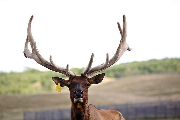 포토 JPG 해외이미지 여행 캐나다 농업 뿔 사람없음 가로 디지털 가축 시골 장면 엘크 해외202004 해외포토 동물 산업 북아메리카 파일형식