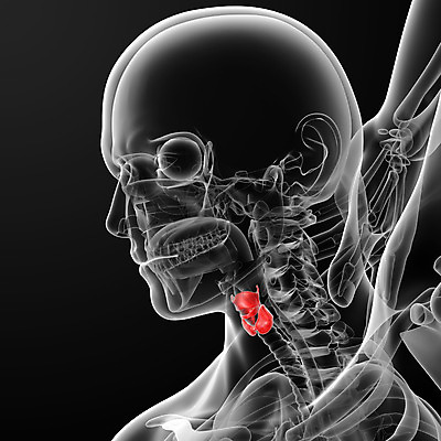 포토 JPG 해외이미지 통신 해부 근육 뼈 말하기 사람없음 코드 사과 근육질 S 제비 목소리 방법 보컬 연골 해외202004 해외포토 알파벳 과일 의학 모션 조류 몸매 파일형식