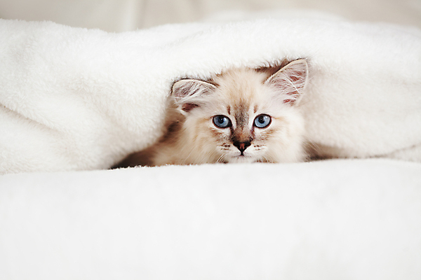 포토 JPG 해외이미지 한마리 어린이 사람없음 반려동물 귀여움 고양이 침대 담요 해외202004 네바마스커레이드 해외포토 동물 1 가구 컨셉 포유류 사람 파일형식