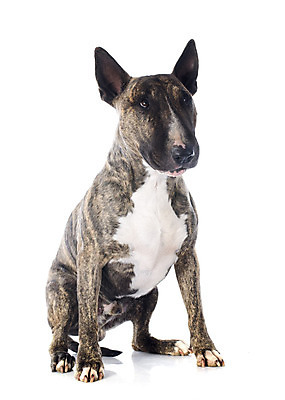 포토 JPG 해외이미지 동물 남자 성인 사람없음 반려동물 갈색 개 테리어 흰배경 고립 해외202004 경비견 해외포토 컬러 백그라운드 포유류 사람 흰색 파일형식