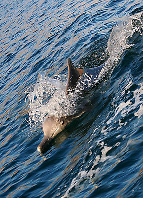 포토 JPG 해외이미지 동물 바다 자연 놀이 사람없음 야외 물 여름 파란색 수영 자유 신선 떨어짐 돌고래 해외202004 해외포토 자연요소 계절 컬러 컨셉 포유류 수중동물 수상스포츠 생태계 파일형식