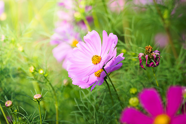 포토 JPG 해외이미지 주간 식물 꽃 분홍색 꽃밭 자연 풍경 근접촬영 사람없음 야외 초록색 코스모스 해외202004 해외포토 자연요소 뷰포인트 컬러 생태계 파일형식