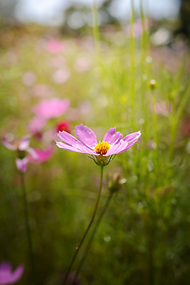 포토 JPG 해외이미지 주간 식물 꽃 분홍색 꽃밭 자연 풍경 근접촬영 사람없음 야외 초록색 코스모스 해외202004 해외포토 자연요소 뷰포인트 컬러 생태계 파일형식