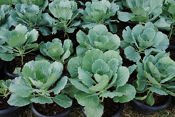 포토 JPG 해외이미지 식물 음식 백그라운드 잎 밭 농업 다이어트 채소 건강 풍경 잔디 초원 사람없음 야외 초록색 여름 농작물 햇빛 농장 정원 수확 성장 시골 신선 땅 가득함 유기농 원예 양배추 일렬 먼지 지역 천국 국산 건강식 바이오 밭일 세련 해외202004 해외포토 웰빙 계절 산업 컬러 취미 태양 파일형식