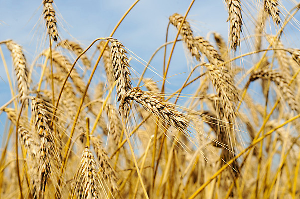 포토 JPG 해외이미지 밭 농업 자연 건조 씨앗 풍경 사람없음 야외 농작물 농장 수확 추수 가을 밀 유기농 밀짚 밭일 호밀 해외202004 해외포토 식물 웰빙 계절 산업 곡류 짚 생태계 파일형식