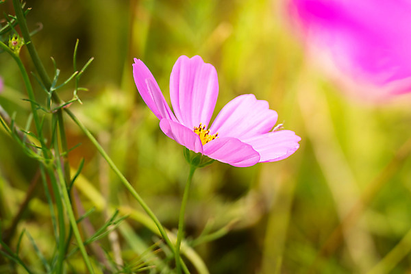 포토 JPG 해외이미지 주간 식물 꽃 분홍색 꽃밭 자연 풍경 근접촬영 사람없음 야외 초록색 코스모스 해외202004 해외포토 자연요소 뷰포인트 컬러 생태계 파일형식
