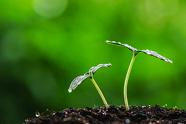 포토 JPG 해외이미지 나무 식물 계절 줄기 컨셉 잎 2 농업 채소 자연 새로움 씨앗 사람없음 초록색 물 여름 농장 새싹 환경 정원 흙 봄 성장 신선 그룹 작음 땅 원예 뿌리 먼지 땅바닥 모종 생태학 처음 세련 해외202004 해외포토 자연요소 교육 산업 컬러 바닥 취미 크기 생태계 파일형식