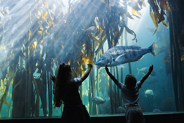 포토 JPG 해외이미지 동물 백인 응시 여자 남자 어린이 바다 가족 자연 유리 함께함 관리 어류 서기 소년 두명 물 빛 학습 환경 수중 수영 터치 긴급 관찰 호기심 생물학 수족관 언니 남동생 해외202004 해외포토 자연요소 서양인 시선 교육 감정 컨셉 관계 모션 재질 사람 수중동물 수상스포츠 생태계 자매 동생 파일형식