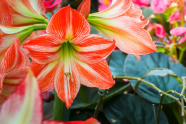 포토 JPG 해외이미지 식물 디자인 계절 꽃잎 꽃 분홍색 꽃다발 백그라운드 꽃무늬 패턴 자연 사람없음 초록색 여름 컬러풀 보라색 봄 성장 벚꽃 신선 질감 만들기 내추럴 해외202004 해외포토 컬러 무늬 모션 생태계 파일형식