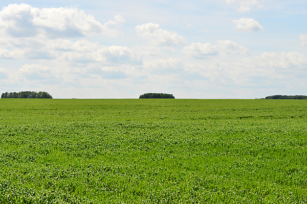 포토 JPG 해외이미지 식물 하늘 날씨 풍경 잔디 초원 사람없음 야외 초록색 햇빛 태양 맑음 봄 전원 해외202004 해외포토 자연요소 계절 컬러 전기에너지 파일형식