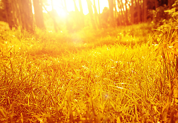 포토 JPG 해외이미지 나무 식물 계절 공원 지구 백그라운드 단풍 밭 농업 오렌지 자연 아침 날씨 건조 풍경 잔디 초원 사람없음 야외 빛 햇빛 태양 노란색 일출 환경 정원 맑음 일몰 가을 시골 황금 숲 장면 강렬 몽환 해외202004 해외포토 주간 자연요소 공공시설 산업 컬러 컨셉 잎 과일 노을 생태계 파일형식