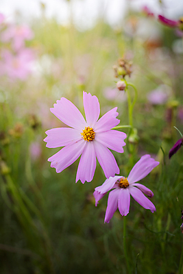 포토 JPG 해외이미지 주간 식물 꽃 분홍색 꽃밭 자연 풍경 근접촬영 사람없음 야외 초록색 코스모스 해외202004 해외포토 자연요소 뷰포인트 컬러 생태계 파일형식