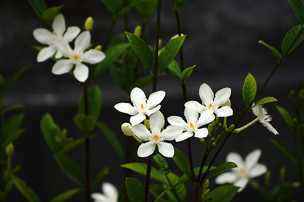 포토 JPG 해외이미지 식물 꽃잎 꽃 분홍색 조각 백그라운드 꽃무늬 자연 선물 사람없음 정원 검은색 봄 벚꽃 흰색 신선 우아함 자르기 크림 오브젝트 데이지 부드러움 광택 솜털 꽃수술 생존 해외202004 해외포토 계절 컬러 컨셉 무늬 모션 감각 생태계 파일형식