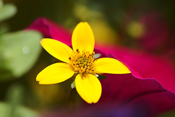 포토 JPG 해외이미지 식물 꽃 여행 캐나다 꽃무늬 사람없음 디지털 사진촬영 봄 개화 해외202004 해외포토 계절 북아메리카 무늬 촬영 파일형식