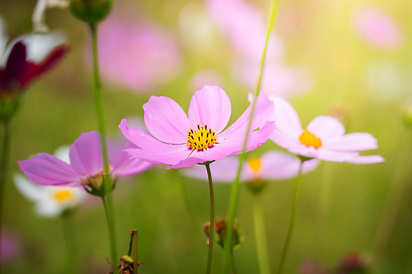 포토 JPG 해외이미지 주간 식물 꽃 분홍색 꽃밭 자연 풍경 근접촬영 사람없음 야외 초록색 코스모스 해외202004 해외포토 자연요소 뷰포인트 컬러 생태계 파일형식