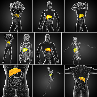 포토 JPG 해외이미지 해부 사람 사람없음 3D 오르간 신장 간 방광 췌장 지라 복부 해외202004 해외포토 의학 신체부위 장기_의학 건반악기 비뇨기관 디지털합성 파일형식