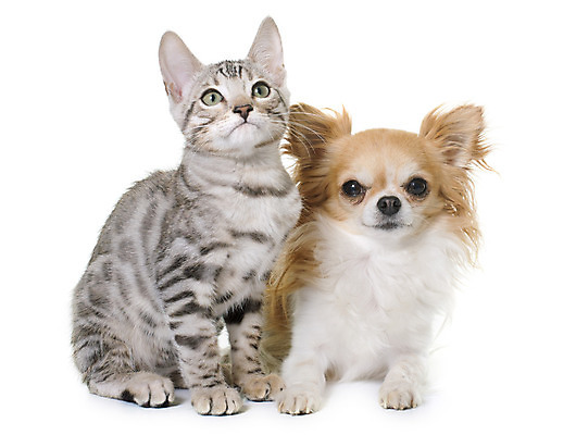 포토 JPG 해외이미지 동물 2 사람없음 친구 반려동물 고양이 회색 개 강아지 은색 흰배경 치와와 고립 해외202004 해외포토 컬러 백그라운드 포유류 관계 흰색 파일형식