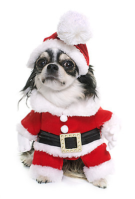 포토 JPG 해외이미지 동물 컨셉 크리스마스 산타옷 사람없음 빨간색 반려동물 유머 개 흰배경 치와와 이벤트의상 해외202004 해외포토 옷 기념일 감정 컬러 백그라운드 포유류 흰색 파일형식