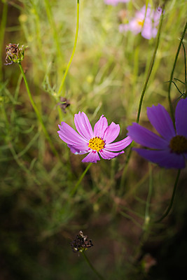 포토 JPG 해외이미지 주간 식물 꽃 분홍색 꽃밭 자연 풍경 근접촬영 사람없음 야외 초록색 코스모스 해외202004 해외포토 자연요소 뷰포인트 컬러 생태계 파일형식