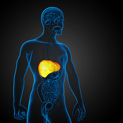 포토 JPG 해외이미지 해부 사람 사람없음 오르간 신장 간 방광 췌장 지라 복부 해외202004 해외포토 의학 신체부위 장기_의학 건반악기 비뇨기관 파일형식