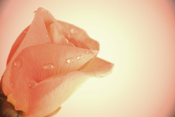 포토 JPG 해외이미지 꽃잎 꽃 분홍색 꽃무늬 자연 결혼식 휴식 사람없음 물 장미 낭만 벚꽃 하트 신선 우아함 떨어짐 이슬 향수 묘사 향기 열정 내추럴 해외202004 해외포토 자연요소 모양 식물 감정 컬러 결혼 컨셉 무늬 화장품 생태계 냄새 파일형식