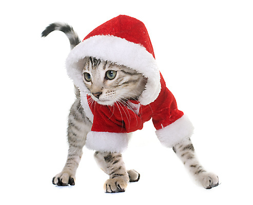 포토 JPG 해외이미지 동물 컨셉 크리스마스 산타옷 사람없음 빨간색 반려동물 고양이 회색 은색 흰배경 이벤트의상 해외202004 해외포토 옷 기념일 컬러 백그라운드 포유류 흰색 파일형식