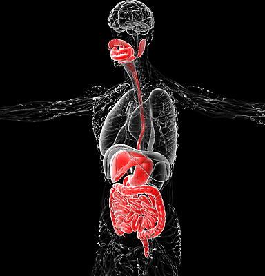 포토 JPG 해외이미지 해부 사람 사람없음 하트 신장 간 방광 췌장 지라 복부 해외202004 해외포토 모양 의학 신체부위 장기_의학 비뇨기관 파일형식
