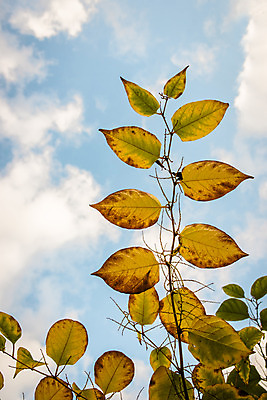 포토 JPG 해외이미지 나무 식물 계절 공원 백그라운드 컨셉 단풍 잎 꽃무늬 패턴 오렌지 자연 풍경 사람없음 야외 장식 빨간색 초록색 컬러풀 태양 노란색 환경 정원 활발 덮개 가을 시골 변화 황금 숲 9월 11월 유기농 질감 10월 내추럴 생태학 절정 해외202004 해외포토 자연요소 웰빙 공공시설 교육 꽃 컬러 무늬 과일 뚜껑 날짜 생태계 파일형식