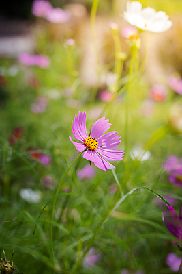 포토 JPG 해외이미지 주간 식물 꽃 분홍색 꽃밭 자연 풍경 근접촬영 사람없음 야외 초록색 코스모스 해외202004 해외포토 자연요소 뷰포인트 컬러 생태계 파일형식