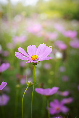 포토 JPG 해외이미지 주간 식물 꽃 분홍색 꽃밭 자연 풍경 근접촬영 사람없음 야외 초록색 코스모스 해외202004 해외포토 자연요소 뷰포인트 컬러 생태계 파일형식