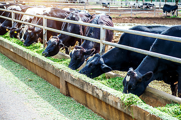 포토 JPG 해외이미지 동물 응시 산업 얼굴 음식 백그라운드 밭 농업 포유류 자연 하늘 건강 육류 서기 풍경 초원 사람없음 야외 초록색 여름 농장 갈색 머리 마을 검은색 가축 목장 소고기 우유 흰색 시골 소 볏짚 군중 먹이 방목 먹기 헛간 내추럴 송아지 외양간 밭일 해외202004 해외포토 시선 계절 새끼 컬러 식재료 모션 유제품 사람 신체부위 짚 축산업 생태계 저장고 파일형식