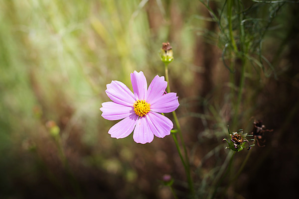 포토 JPG 해외이미지 주간 식물 꽃 분홍색 꽃밭 자연 풍경 근접촬영 사람없음 야외 초록색 코스모스 해외202004 해외포토 자연요소 뷰포인트 컬러 생태계 파일형식